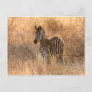 Suche nach zebra foto postkarten Tierwelt