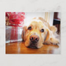 Recherche de golden retriever cartes postales Récupérateur d'or