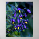 Suche nach nightshade Pflanze