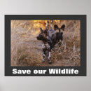 Suche nach wilder hund poster Tierwelt
