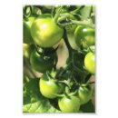 Suche nach grüne tomaten poster Nahrung