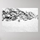 Recherche de de coquillages posters Tropical