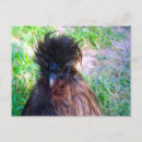 Recherche de silkie cartes postales Volaille