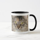 Recherche de chat tigré gris tasses Félin