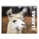 Suche nach zwei lamas Tiere