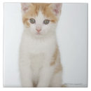 Suche nach hauskatze fliesen In voller länge