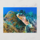 Recherche de tortues marines cartes postales Reptile