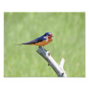 Suche nach swallow poster Vögel