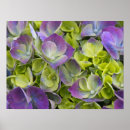 Suche nach keukenhof poster Blüte
