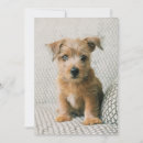 Recherche de puppy vœux cartes Chiot