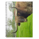 Recherche de le texas photographie Longhorn
