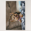 Suche nach yorkshire terrier puzzle Fotografie