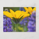 Suche nach früh postkarten Blume