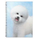 Recherche de bichon frisé Chien
