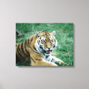 Suche nach bengalischer tiger leinwandbilder Horizontal