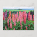 Suche nach lupinen postkarten Rosa