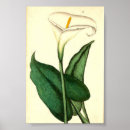 Suche nach vintage botanische poster Blume