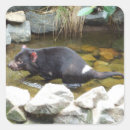Suche nach tasmanian devil aufkleber Australie