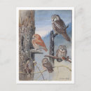 Recherche de petit hibou cartes postales Illustration