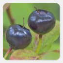 Recherche de whitefish autocollants Macro