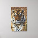 Suche nach der tigris Adam jones