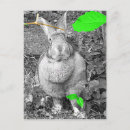 Recherche de longues oreilles cartes postales Lapin