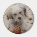 Recherche de coton de tulears Chiot