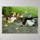 Recherche de indigène photographie Animal