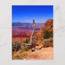 Recherche de arbre solitaire cartes postales Bleu