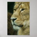 Suche nach tigerkopf poster Tigeraugen
