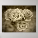 Suche nach rose poster Black