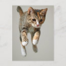 Recherche de calico cat posters Mignonette