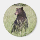 Suche nach schwarzer bär magnete Tiere