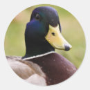 Recherche de canard sauvage autocollants Animaux