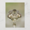 Recherche de humour tennis cartes postales Animal