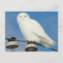 Suche nach schneeeule postkarten Eulen
