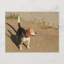 Recherche de chiot de beagle cartes postales Canine