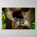 Recherche de owl posters Forest