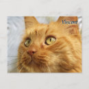 Recherche de maine coon cartes postales Félin