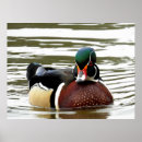 Suche nach männliche ente poster Wasser