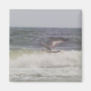 Recherche de mouettes magnets L'eau