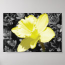 Suche nach gerahmte drucke poster Blume