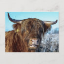 Suche nach beef postkarten Kuh