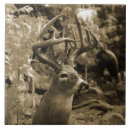 Recherche de cerfs communs carreaux Nature