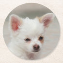 Suche nach chihuahua untersetzer Welpen