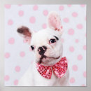 Recherche de color art Pets