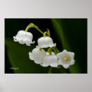Suche nach maiglöckchen poster Blumen