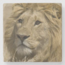Suche nach afrikanischer löwe untersetzer Wildtiere