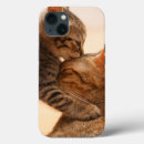 Suche nach tabby hüllen Hauskatze