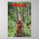 Recherche de orang outan posters Animal